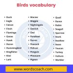 Birds vocabulary list - wordscoach.com