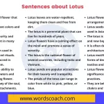 Sentences about Lotus - wordscoach.com