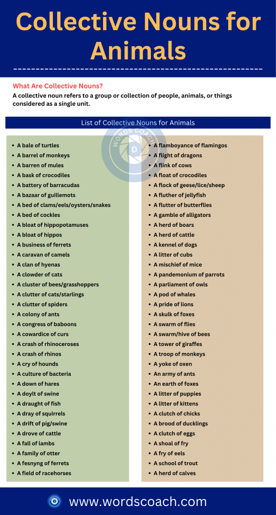 Collective Nouns for Animals - wordscoach.com