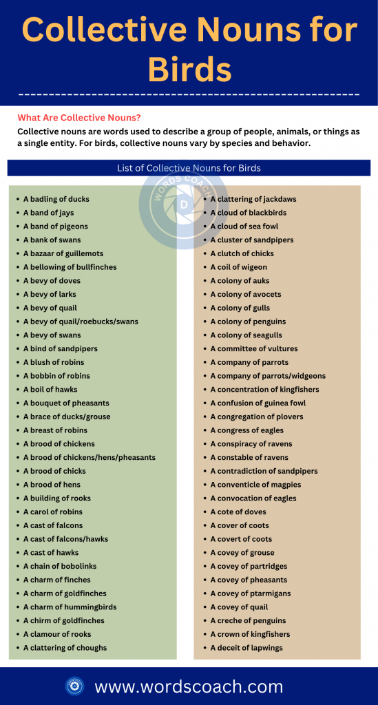 Collective Nouns for Birds - wordscoach.com