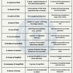 Collective Nouns for Fish - wordscoach.com
