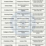 Collective Nouns for Insects - wordscoach.com