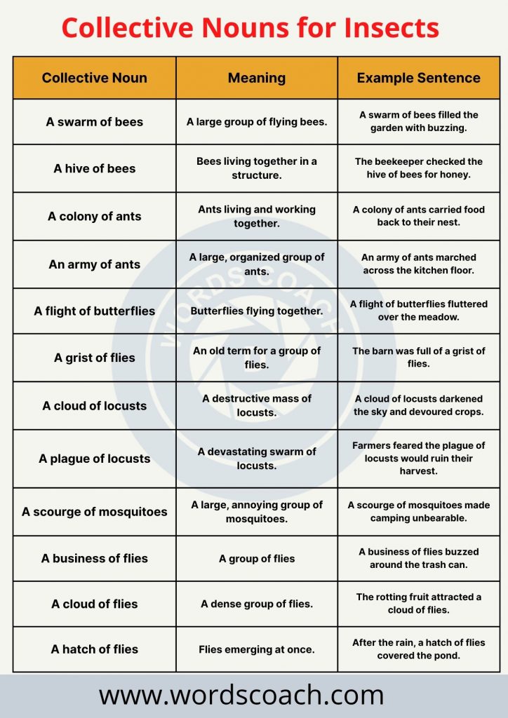 Collective Nouns for Insects - wordscoach.com