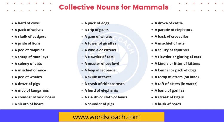 Collective Nouns for Mammals - wordscoach.com