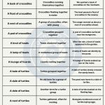 Collective Nouns for Reptiles - wordscoach.com